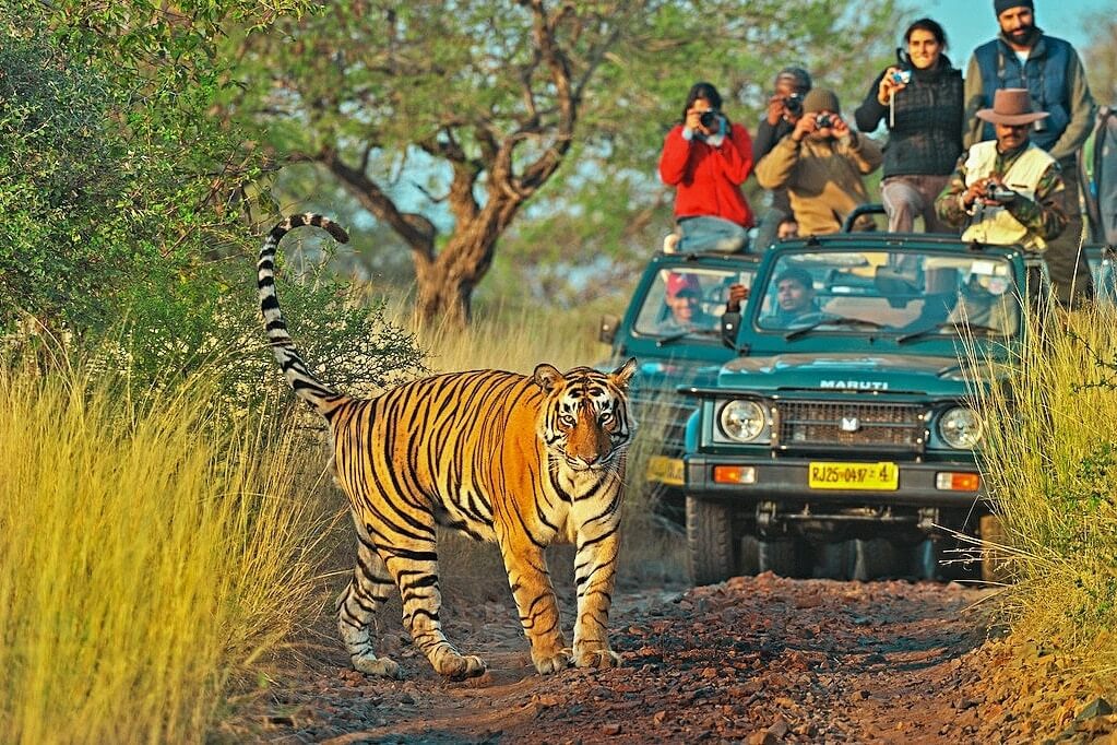 RANTHAMBORE NATIONAL PARK JEEP SAFARI (Rajasthan) 2025